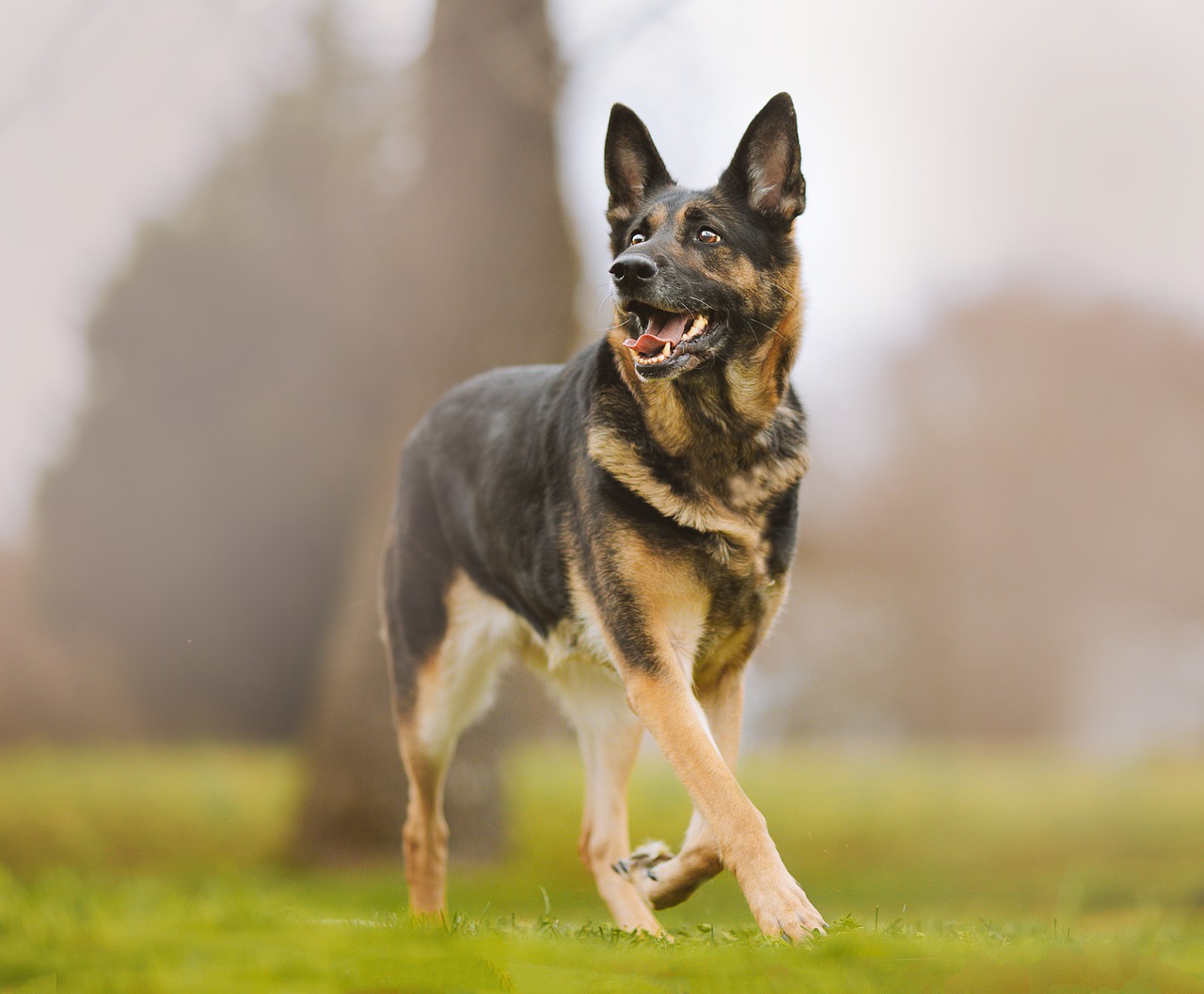 德国牧羊犬, 狗, 走