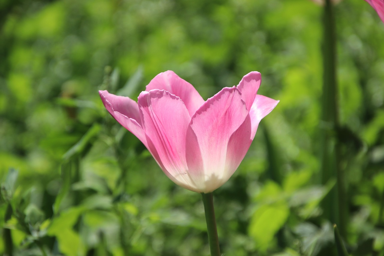 郁金香, 花, 双色花