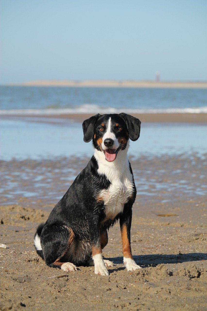 狗, 海滩, 海