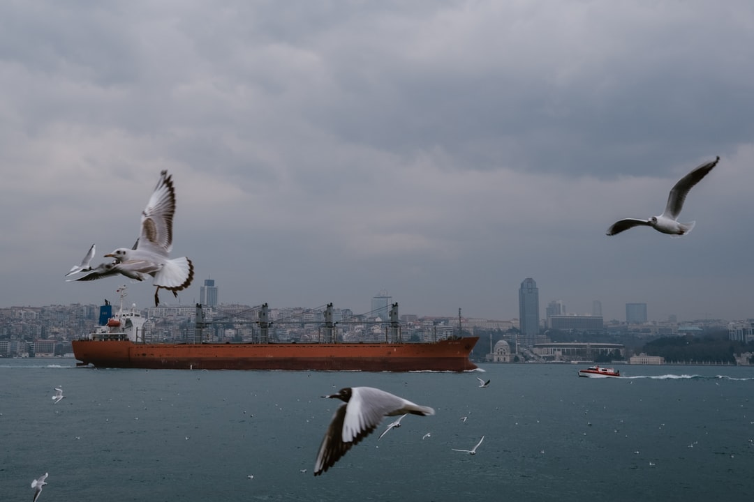 白鸟,白昼,伊斯坦布尔,飞翔,享受,海上,2019年