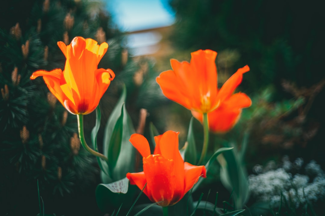 郁金香,橙色花,透镜,移位,倾斜,春暖花开,阳光