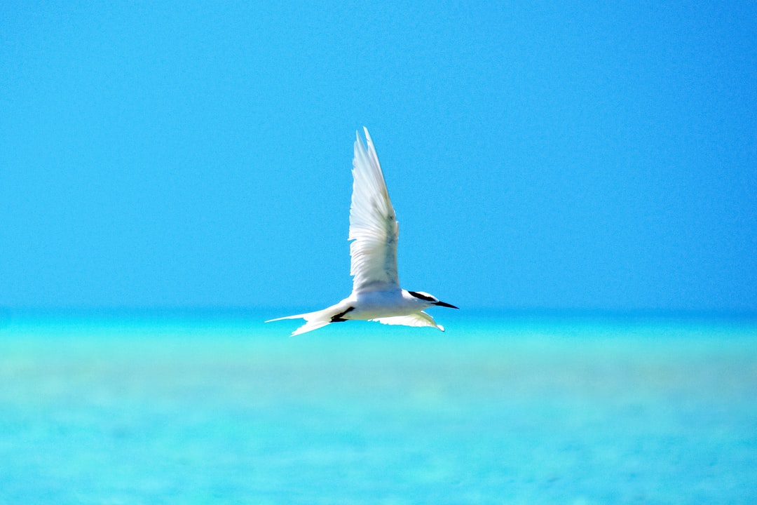白鸟,白昼,新喀里多尼亚,鸟类,飞翔,海上
