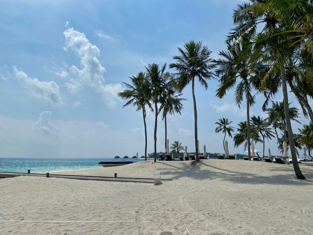 棕榈树,海滩,阿利夫,马尔代夫,氛围,夏日,白天,完美